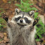 Happy Raccoon