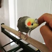A Bird