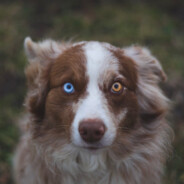Collie - steam id 76561197960878940