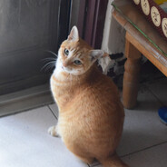 不愛上線的Maojime