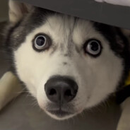 你若安好，那还得了