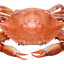 CRAB