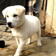 우리집 강아지 이름 109