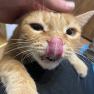 ǝԉєкϯρ๏бєбρค