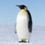 Penguinstar