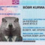 Bobr_KURWA