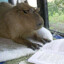 Professor Capybara