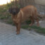 Rollo