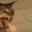 Cat Puke