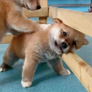 不忘初心 牢记使命！