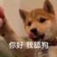 甜狗