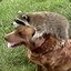 Doggo Racoon Combo