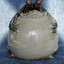 Fat Frog