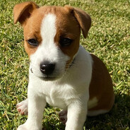 Comical Hedgehog avatar