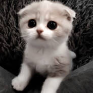 невермор младший