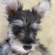 CEZKKKKKKKKKKKKKKKKKKKKK