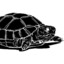 Black Tortoise Head