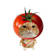 西红柿tomato吖