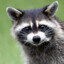 Raccoon