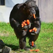 Carrot Monkey