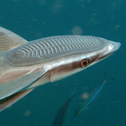 Remora - Il pesce che divora