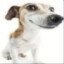 somerandomassdog