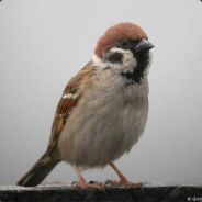 moineau avatar