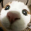 Shiro