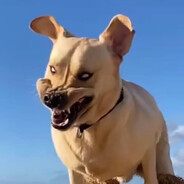 西红柿炖它妈头