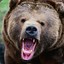 Bear)s