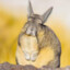 Viscacha