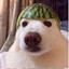 бублик