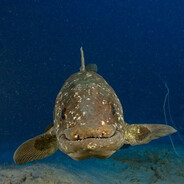 Coelacanth