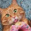 DonutCat360