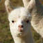 Alpaca