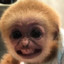 Money Monkey