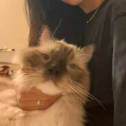 何必梦中续情缘