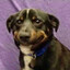 Doggo Ɑ͞ ̶͞ ̶͞ ̶͞ لں