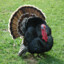 calculusturkey