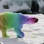 A slightly gay polarbear