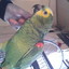 $$The_Parrot$$ (DK)