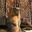 Dumple_1