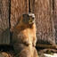 Dumple_1