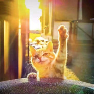 你有医保你先上