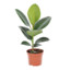 FiCusMan