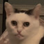 wacjebb.gif