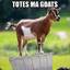 Totes MaGoats