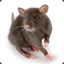 Rattus Norvegicus