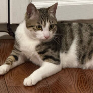 :  (｡ •ˇ‸ˇ• ｡) ：