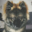 DoggoTwix